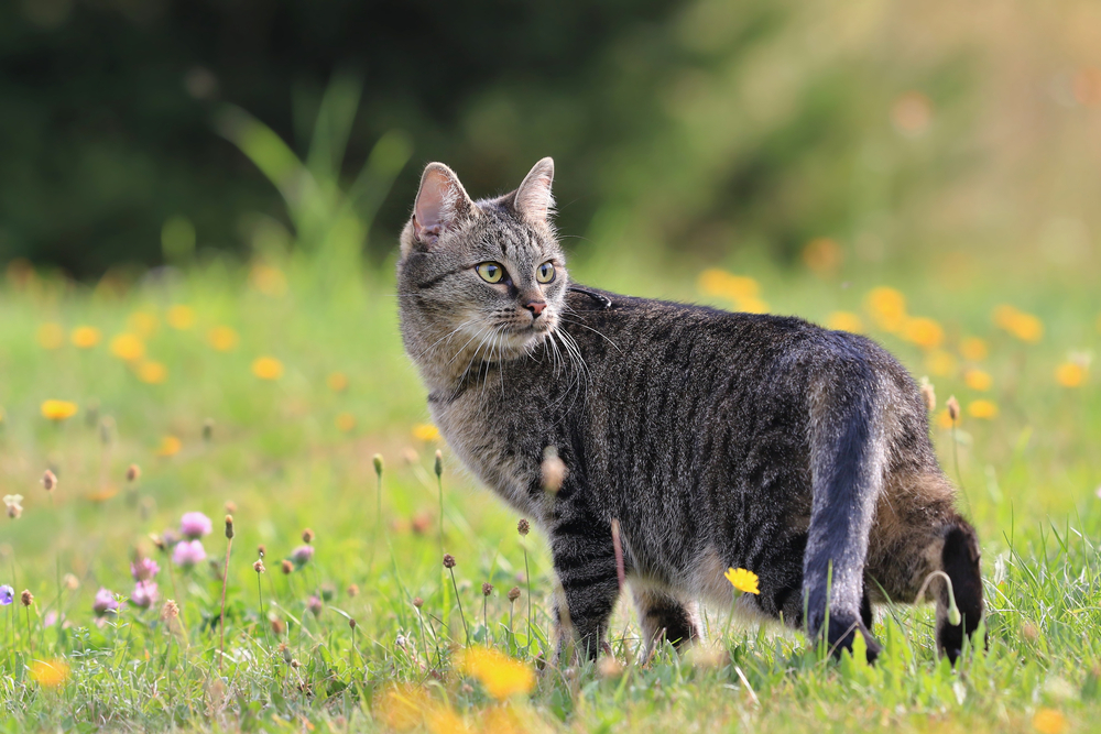 Cat Flea Bath Near Me_ Find a Solution for Your Feline Friend