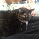 Cat Foaming at Mouth After Flea Medication_1