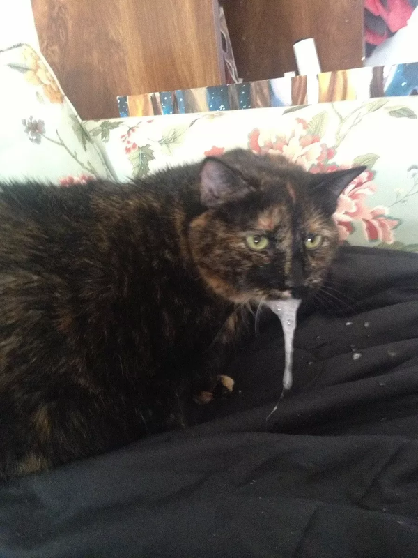 Cat Foaming at Mouth After Flea Medication