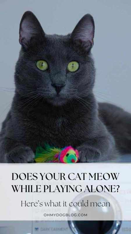 Cat Foaming at the Mouth and Meowing_ A Frightening yet Fascinating Sound