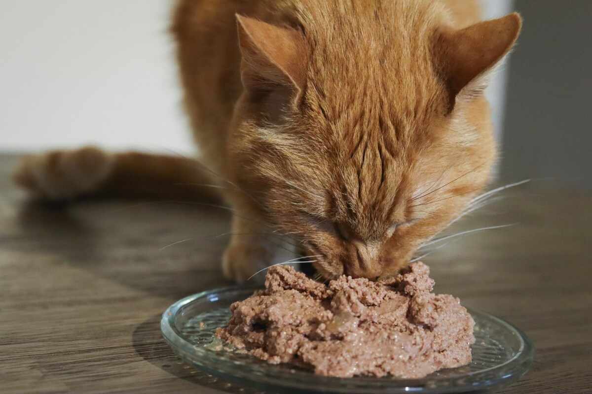 Cat Food for Cats with Diarrhea