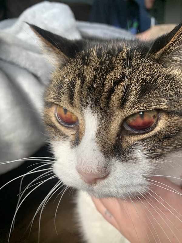 Cat Has Blood in Eye