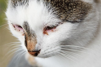Cat Has Brown Eye Discharge_ A Common Feline Health Issue