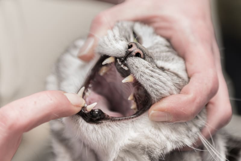 Cat Has Dark Gums