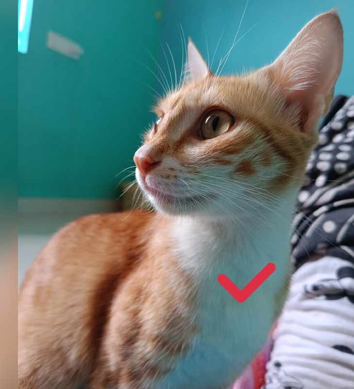 Cat Has Lump On Chest