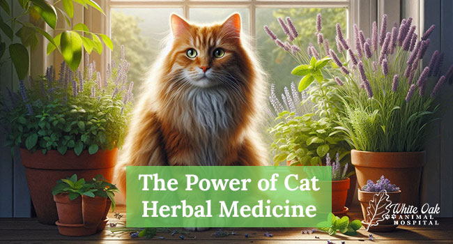 Cat Has Rash On Stomach_ A Comprehensive Guide