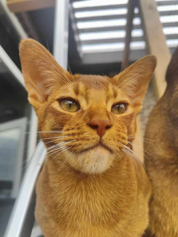 Cat Has Swollen Lower Jaw
