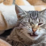 Cat Head Twitching Symptoms Understanding the Causes and Effects_1