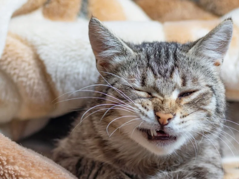 Cat Head Twitching Symptoms_ Understanding the Causes and Effects