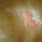 Cat_bacterial_infection_of_the_skin