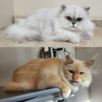 Cat_bathing_near_me