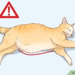 Cat_belly_distended