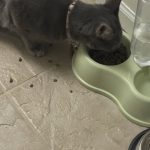 Cat_chews_and_spits_out_food