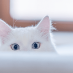 Cat_constantly_making_a_cough_noise_and_has_raspy_breathing