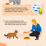 Cat_diarrhea_vomiting_not_eating