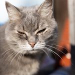 Cat_eye_cloudy_and_dilated_a_comprehensive_guide