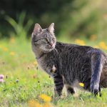 Beautiful,Tabby,Cat,Standing,In,The,Blooming,Meadow.,Domostic,Cat