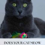 Cat_foaming_at_the_mouth_and_meowing_a_frightening_yet_fascinating_sound