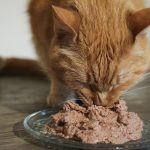 Cat_food_for_cats_with_diarrhea