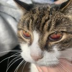 Cat_has_blood_in_eye