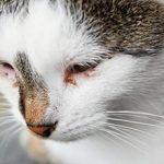 Cat_has_brown_eye_discharge_a_common_feline_health_issue