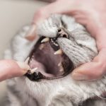 Cat_has_dark_gums