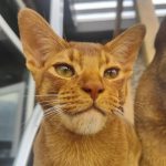 Cat_has_swollen_lower_jaw