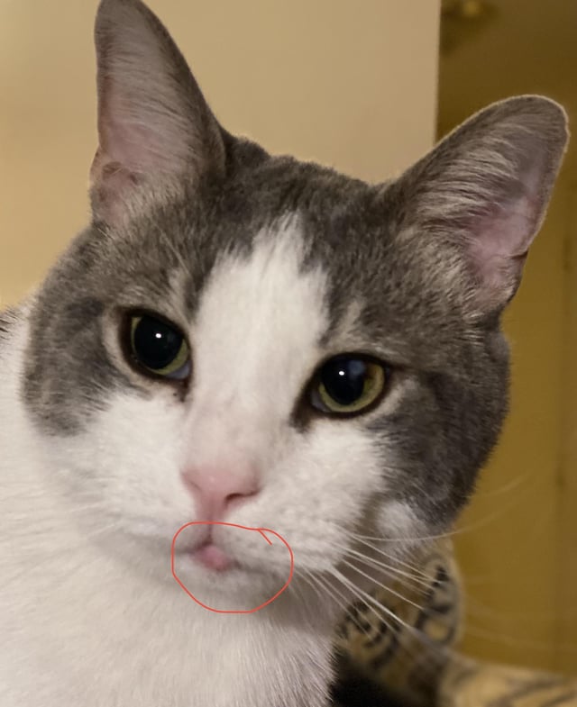 Cats Bottom Lip Swollen For No Apparent Reason