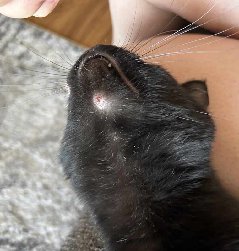 Cats Cyst On Chin