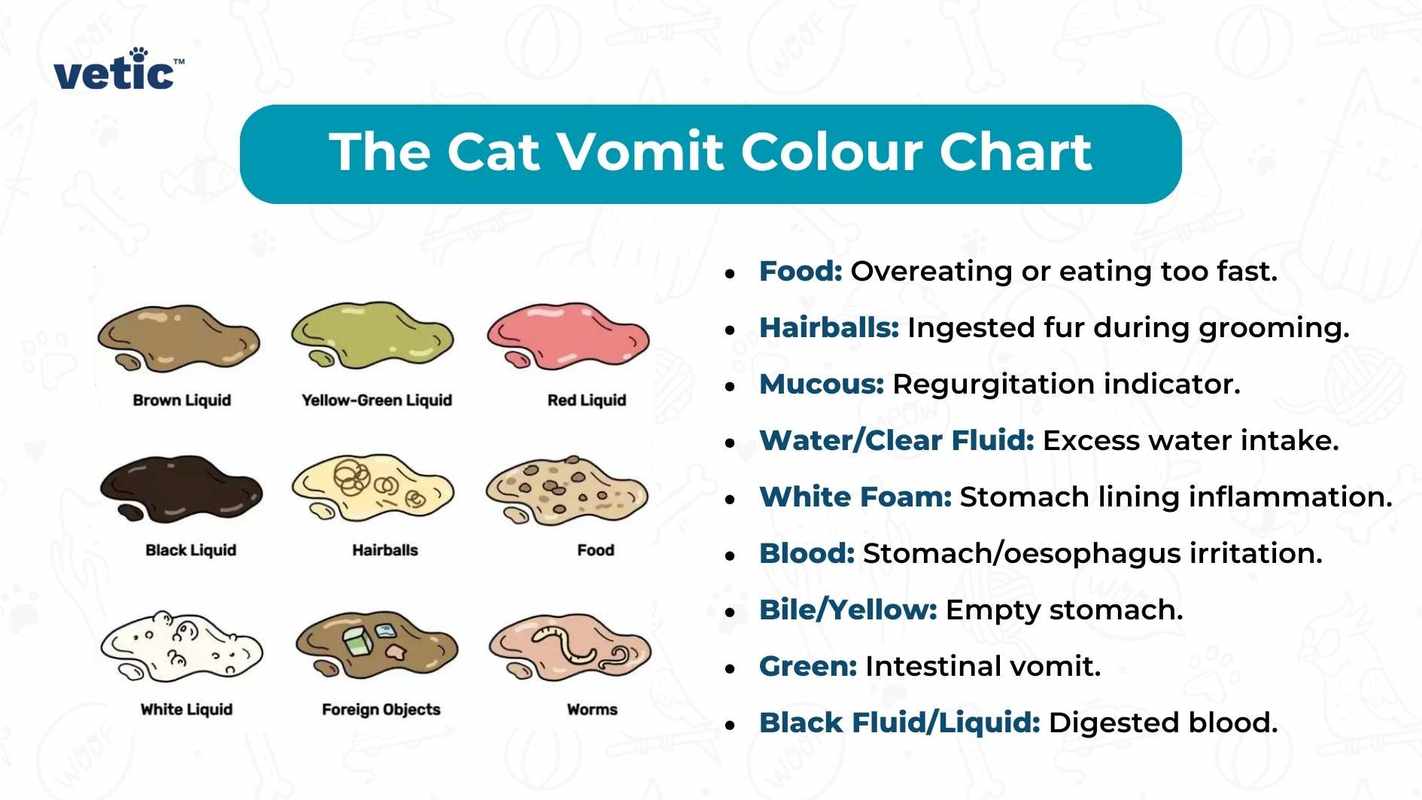 Cats Vomit_ Blood in Feline Regurgitation