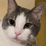Cats_bottom_lip_swollen_for_no_apparent_reason