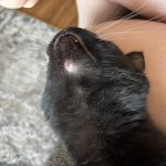 Cats_cyst_on_chin