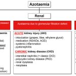 Cause_of_low_bun_and_creatinine_in_cats