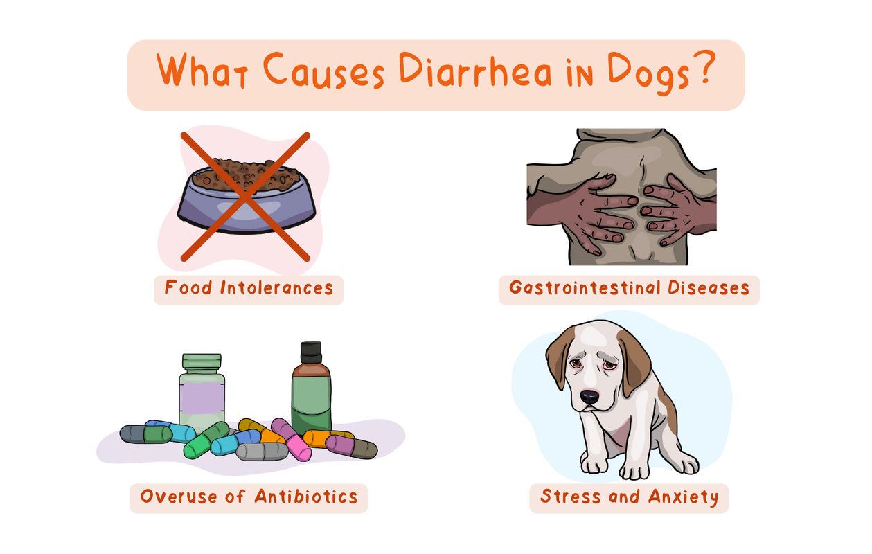 Chinese Medicine Chi Diet for Dogs with Diarrhea