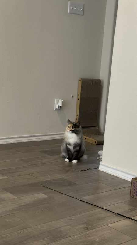 Constant Cat Meowing