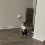 Constant_cat_meowing