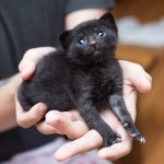 Crust_in_nose_a_guide_to_cat_black_crust