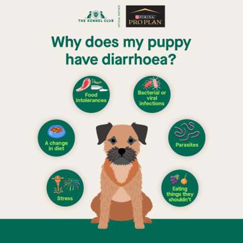 Diarrhea in 5 Month Old Puppies