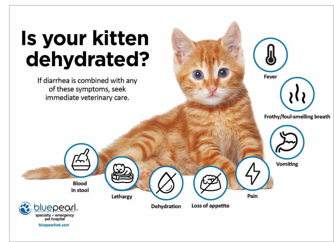 Diarrhea in a 4-Month Old Kitten_ What to Expect