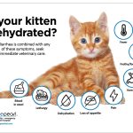 Diarrhea_in_a_4-month_old_kitten_what_to_expect