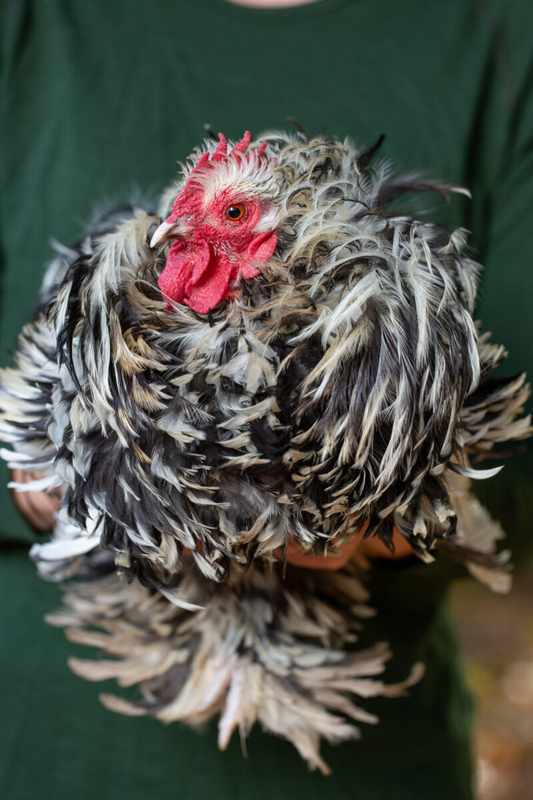 Discover Bantam Chicken Breeds List with Pictures_ A Visual Guide