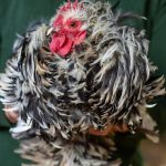 Discover_bantam_chicken_breeds_list_with_pictures_a_visual_guide