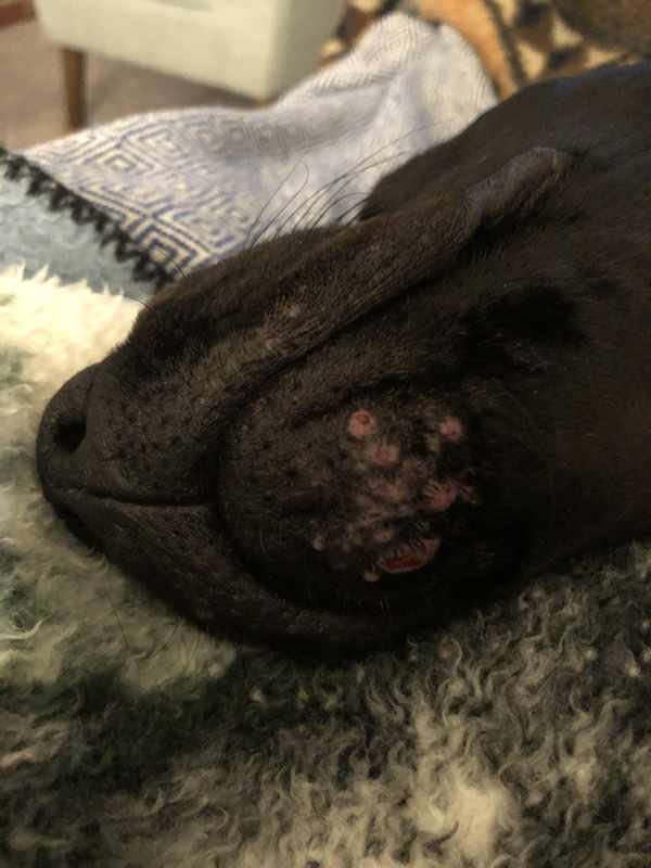 Dog Chin Bumps_ What Are Those Lumps On The Bottom Of A Dog_s Chin_