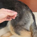Dog Losing Hair Due to Bumps Scabs Sores on Skin_1