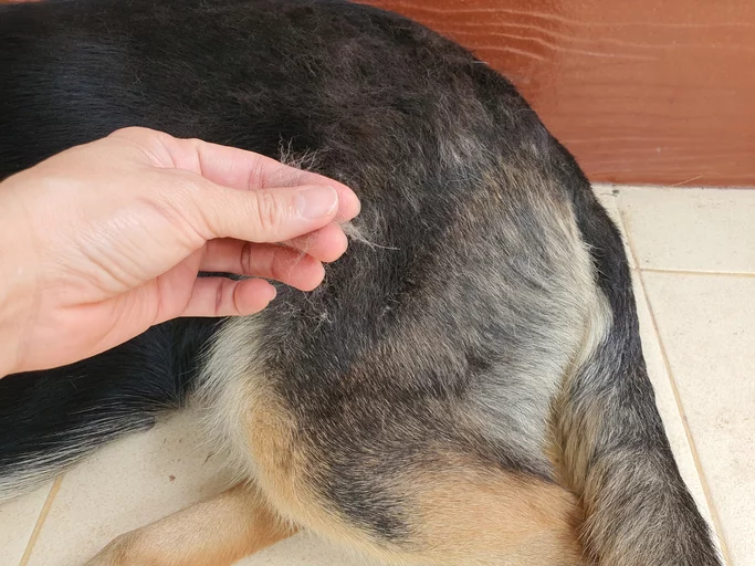 Dog Losing Hair Due to Bumps_ Scabs_ Sores on Skin