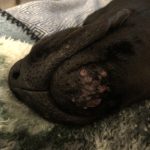 Dog_chin_bumps_what_are_those_lumps_on_the_bottom_of_a_dog_s_chin