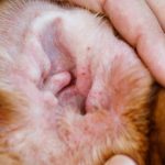 Ear_bumps_in_my_dog_s_ears
