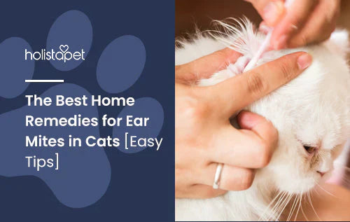 Effective Home Remedies For Ear Mites In Cats
