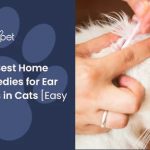 Effective_home_remedies_for_ear_mites_in_cats