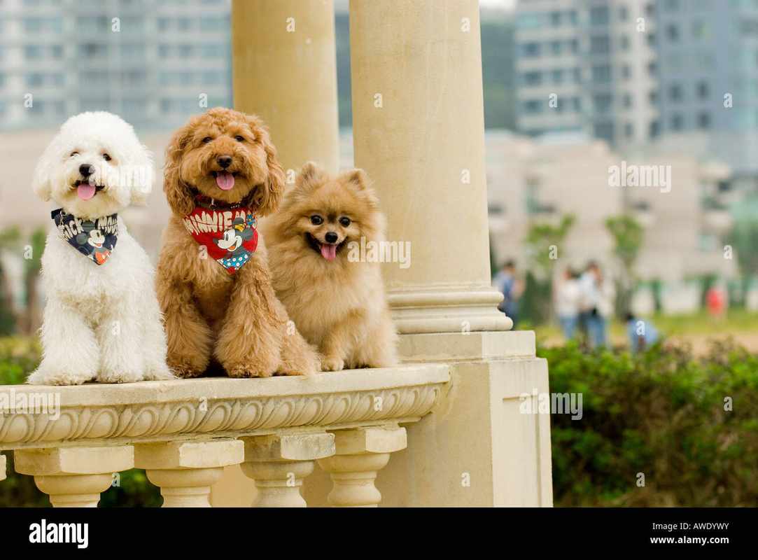 Everything You Need to Know About Bichon Frise Pomeranian